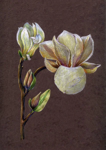 Blumen Magnolie Mit Knospen Zeichnung Farbstiften Abbildung Auf Schokolade Hintergrund — Stockfoto