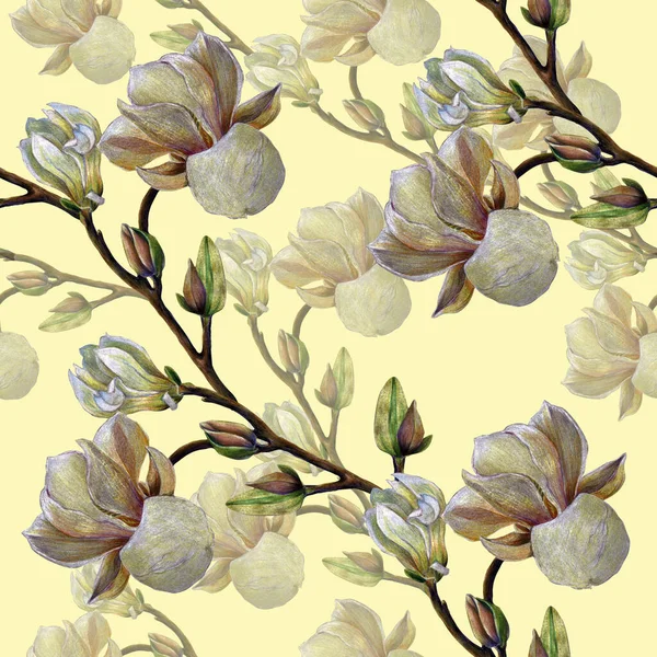 Flores Magnolia Con Brote Dibujo Lápices Color Patrón Sin Costuras — Foto de Stock