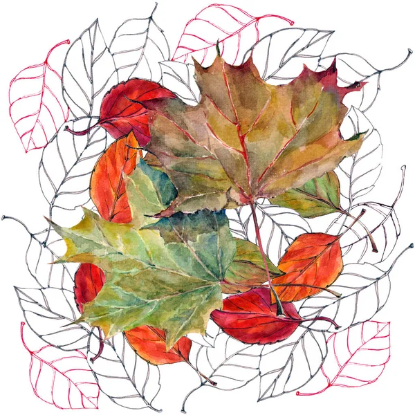 Illustration Aquarellblätter Ahornbaum Auf Weißem Hintergrund Schöne Muster Für Dekoration — Stockfoto