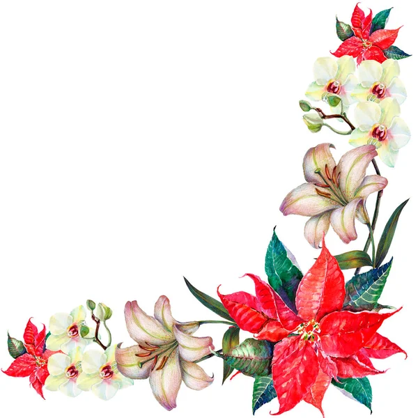 Trädgårdsblommor Med Röd Julstjärna Målning Akvarell Semesterhörn Vit Bakgrund Illustration — Stockfoto