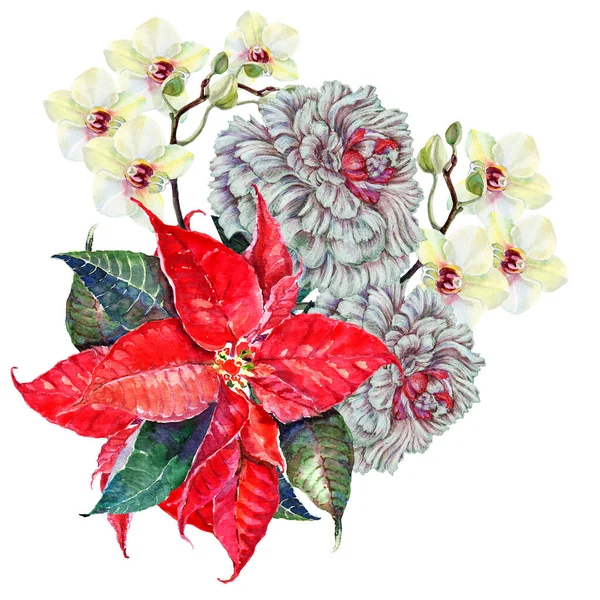Trädgård Vita Blommor Pion Orkidé Och Röd Julstjärna Målning Akvarell — Stockfoto