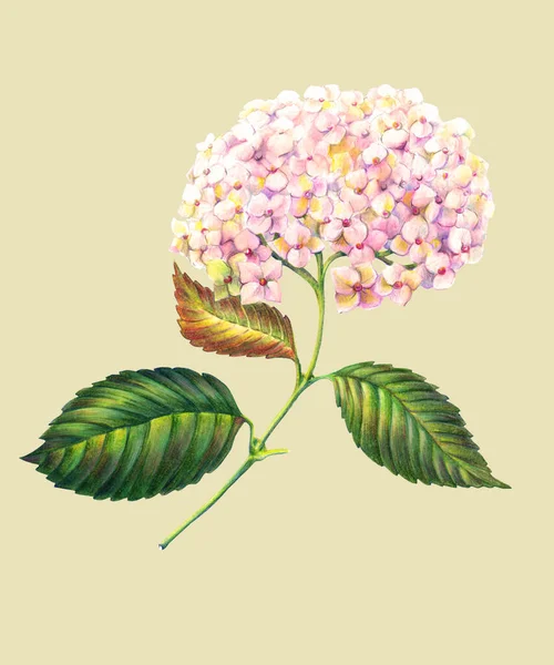 Hortensja Kwiatowa Liśćmi Rysującymi Ołówkami Kolorze Skład Wakacyjny Ilustracja Beżowym — Zdjęcie stockowe