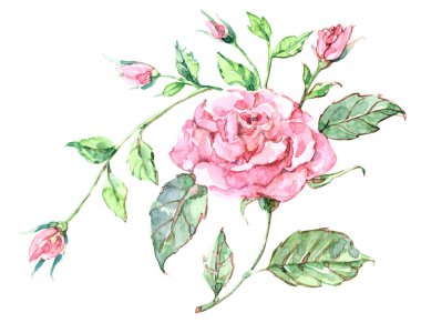 Bahçe çiçekleri suluboya tomurcuk boya ile yükseldi. Dekorasyon ve tasarım için güzel bir desen. Beyaz arkaplanda çiçek çizimi.