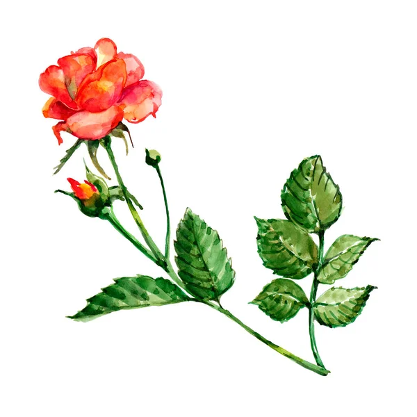 Fleurs Jardin Rose Peinture Aquarelle Beau Motif Pour Décoration Design — Photo