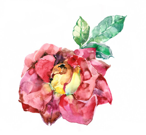 Садовые цветы розы картины в акварели. Для украшения и дизайна. Цветочная иллюстрация на белом фоне.