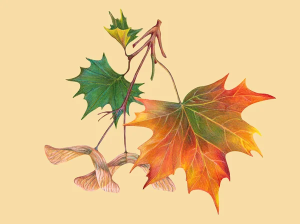 Branch Leaves Drawing Color Pencils Autumn Composition Illustration Beige Background — Stock Photo, Image