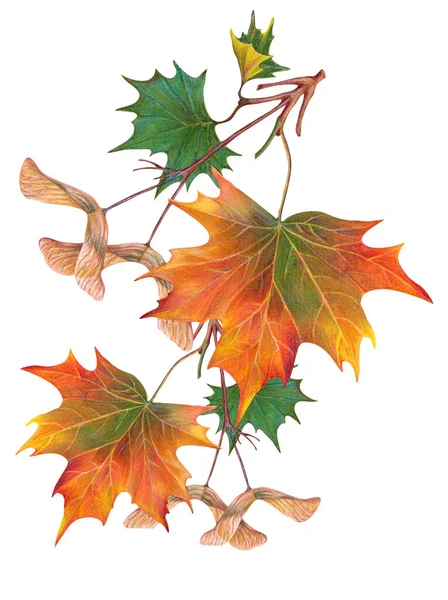 Φύλλα Κλαδέματος Ζωγραφισμένα Χρωματιστά Μολύβια Φθινοπωρινή Σύνθεση Εικονογράφηση Λευκό Φόντο — Φωτογραφία Αρχείου