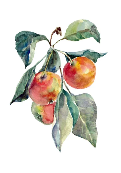 Illustrazione Frutta Acquerello Albero Ramo Mela Con Foglie Sfondo Bianco — Foto Stock