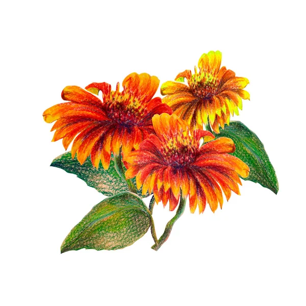 葉が色鉛筆で描かれた花 夏の構図 白を基調としたイラスト — ストック写真