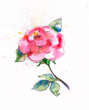 Suluboya çiçek beyaz arka planda su sıçratarak yükseldi. Dekorasyonlar için resim.