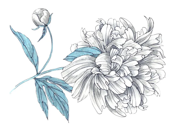 Yapraklı Şakayık Çiçekleri Kalem Mürekkeple Çizer Beyaz Arkaplanda Bahar Kompozisyonu — Stok fotoğraf