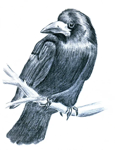 Corbeau Oiseau Dessiner Graphite Sur Fond Blanc Illustration Pour Les — Photo