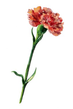 Beyaz arkaplanda karanfiller 