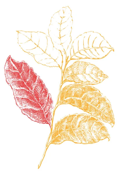 Feuilles Branches Graphiques Sur Fond Blanc Illustration Pour Les Décorations — Photo