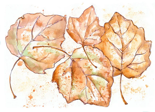 Watercolor Autumn Leaves White Background Illustration Decorations — Stock Photo, Image