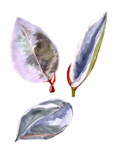 Aquarell Dekorative Blätter Auf Weißem Hintergrund Illustration Für Dekorationen — Stockfoto