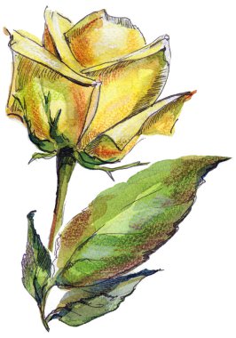 Beyaz arka planda suluboya sarı gül. Dekorasyon çizimi.