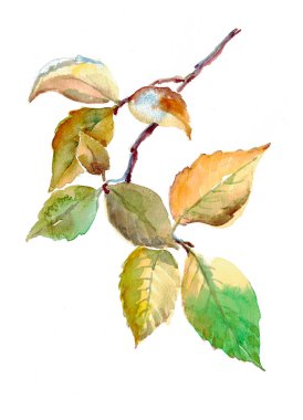 Yapraklı dal ağacı. Beyaz arkaplanda resim.