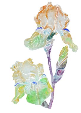 Beyaz arka planda suluboya resim yapan Iris. Dekorasyon için Batik çiçek çizimi.