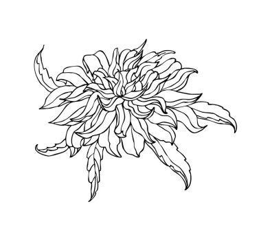 Beyaz arkaplanda kasımpatı grafiği. 