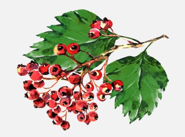 Hawthorn kırmızı, dal, suluboya