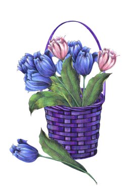 Beyaz arka planda bahar laleleri olan mor sepet. Çiçek illüstrasyonu.