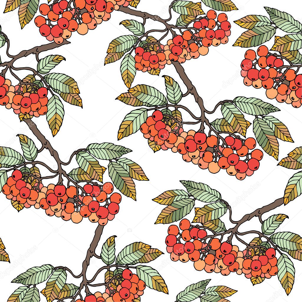 Decorative branch sorbus with leaves on white background. Autumn vector seamless pattern.