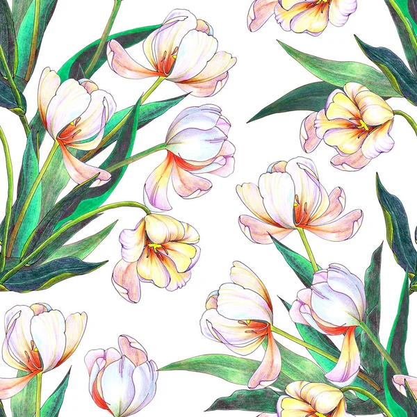 Kwiaty Ogrodowe Tulipan Malowany Akwarelą Liściem Kwiatowy Bezszwowy Wzór Białym — Zdjęcie stockowe