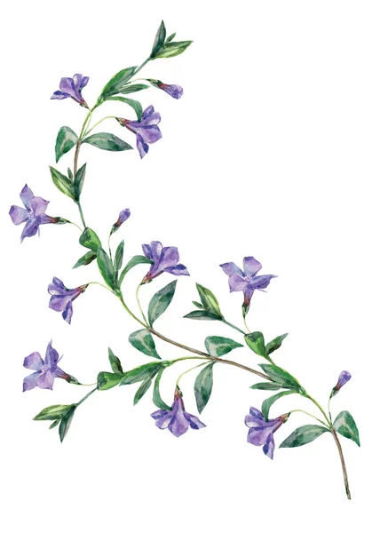 Suluboya çiçekleri beyaz arka planda yapraklarla menekşe rengine bürünür. Bahar dalı.