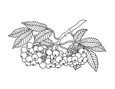 Baskı ve tasarım için grafiksel böğürtlen. Beyaz arkaplanda tek renkli illüstrasyon.