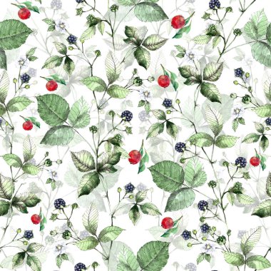  Kusursuz desenli suluboya meyve yapraklı. Beyaz arka planda elma olan böğürtlen dalları. Dekorasyon ve tasarım için güzel desen. 