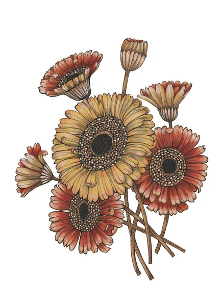 Bloemen Gerbera Met Bladeren Trekken Gekleurde Potloden Inkt Bloemen Compositie — Stockfoto