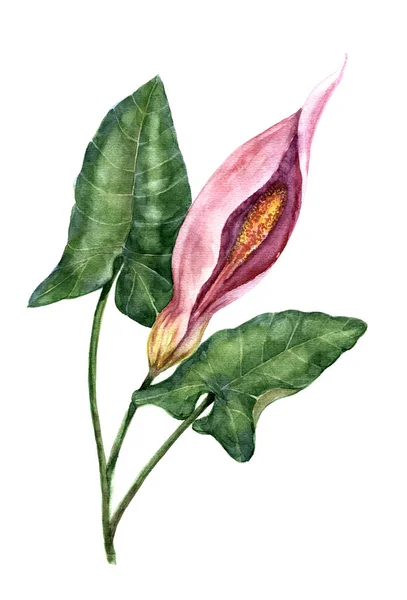 Trädgård Blommor Målade Akvarell Med Blad Vit Bakgrund — Stockfoto