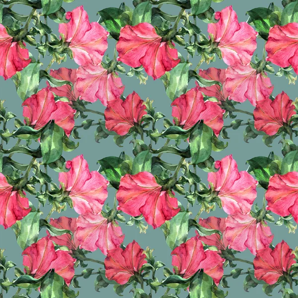 Rosa petunia — Stockfoto