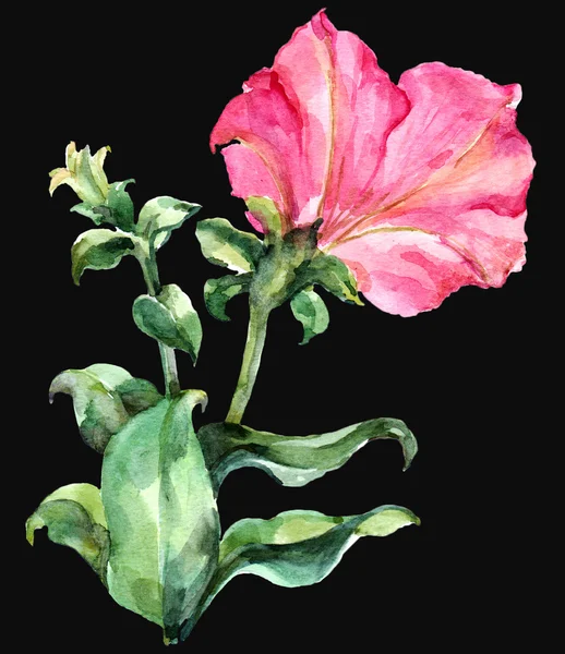 Petunia rosa — Foto Stock