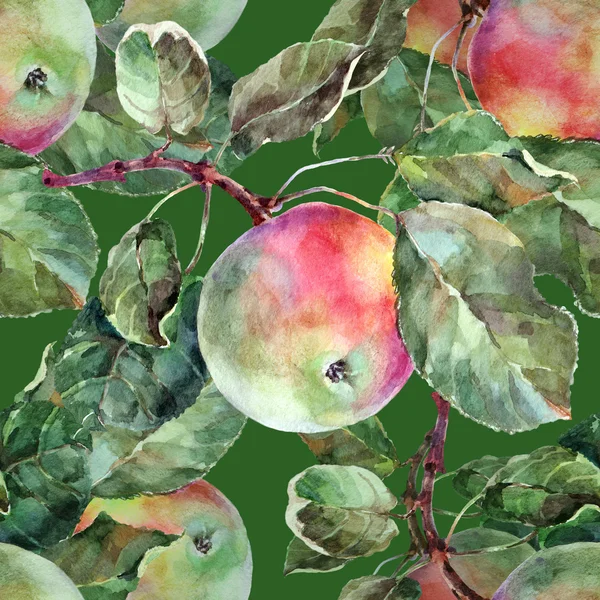 Bir dalda elma — Stok fotoğraf