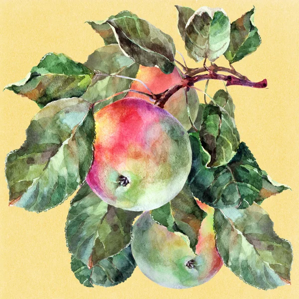 Jablko na větvi — Stock fotografie