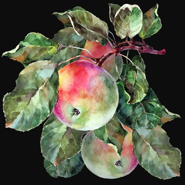 Apple on a branch — Stock Photo, Image