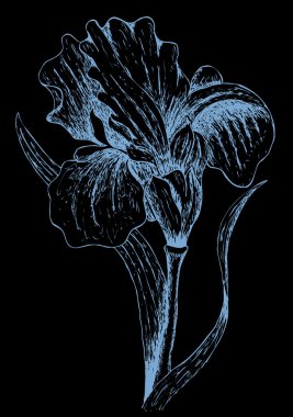 Iris grafik görüntüsü