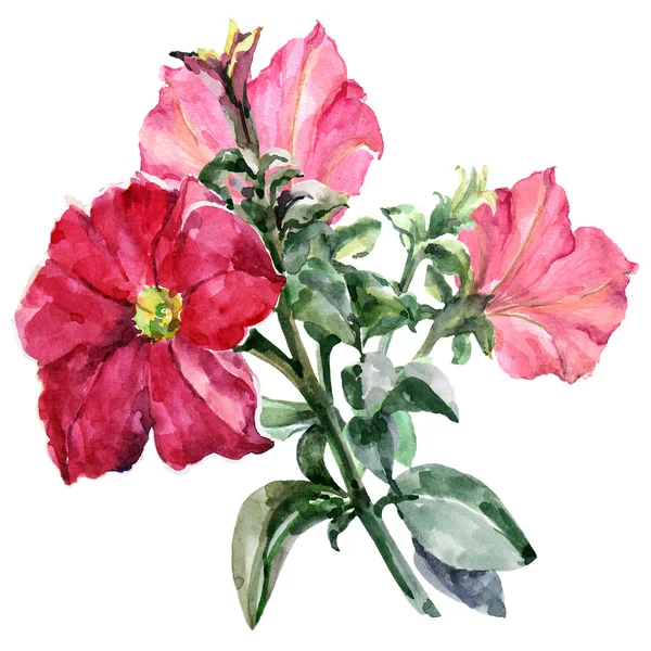 Röd petunia, gren, akvarell — Stockfoto