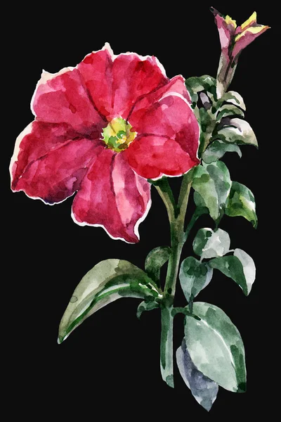 Petunia rossa, ramo, acquerello — Foto Stock