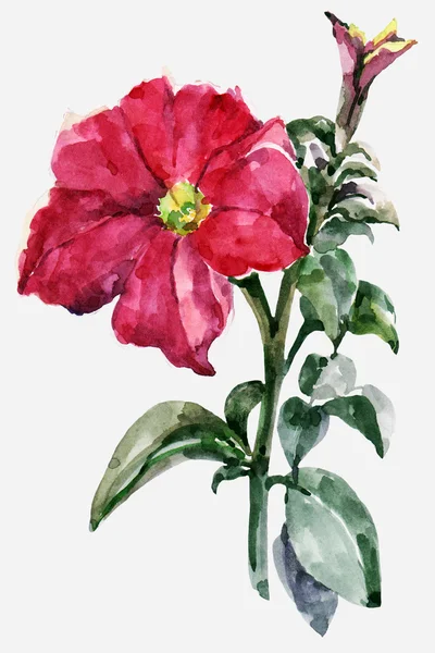 Red petunia, branch, watercolor — Stock Photo, Image