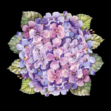 Ortanca çiçek suluboya