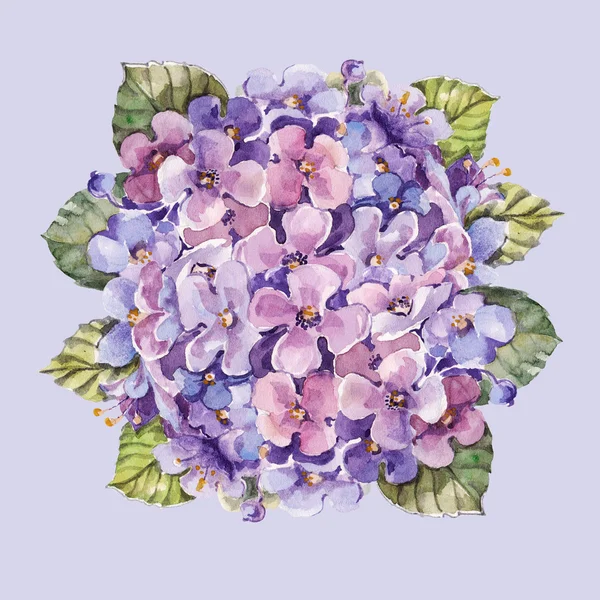 Ακουαρέλα λουλούδι Ορτανσία — Φωτογραφία Αρχείου