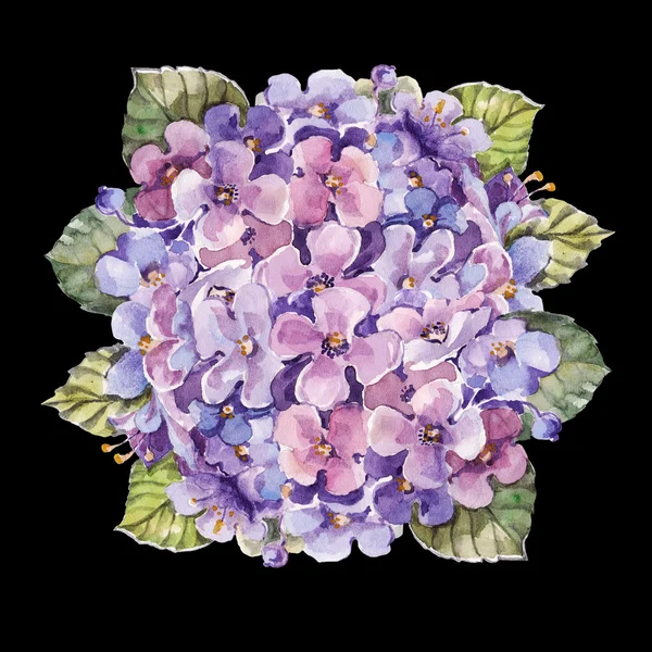 Ortanca çiçek suluboya