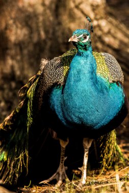 Mavi tavus kuşu yakın çekim