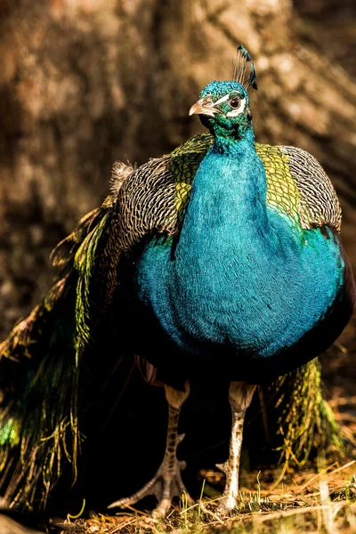 Mavi tavus kuşu yakın çekim