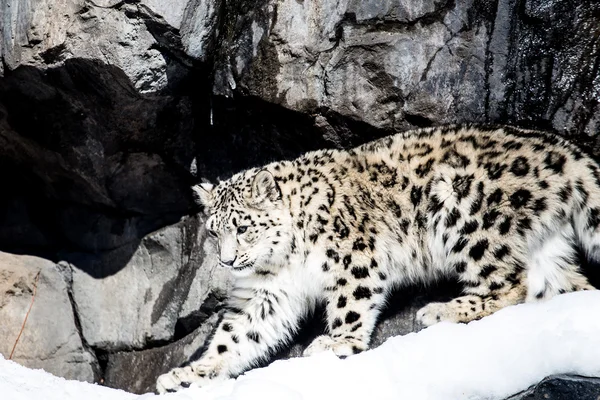 Hermoso leopardo de nieve — Foto de Stock