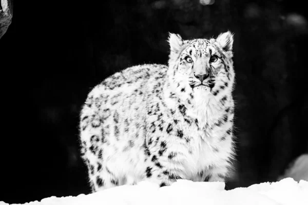 Красиві Snow leopard — стокове фото