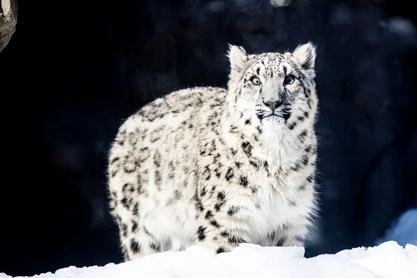 Hermoso leopardo de nieve — Foto de Stock